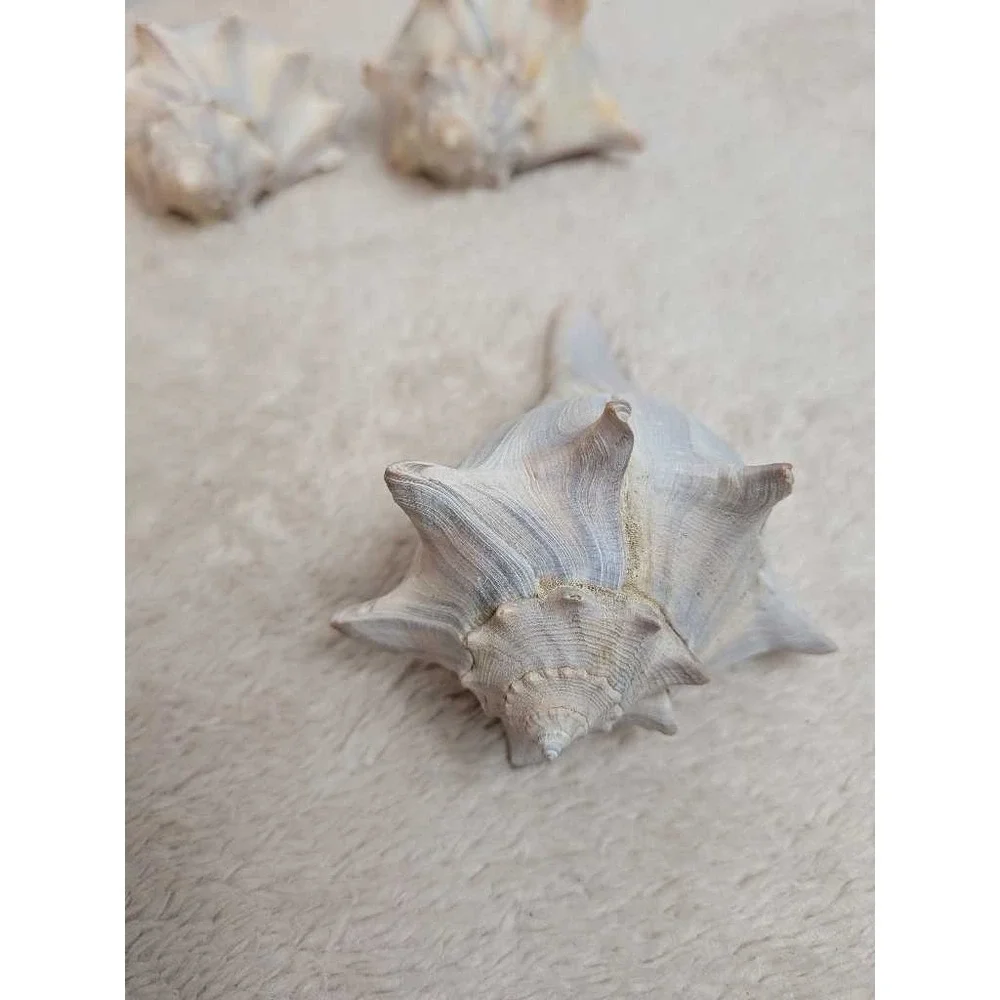 Lot Of 4 Conch Sea Shells Natural Beach Decor Coastal Nautical